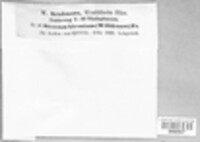Stereum hirsutum image